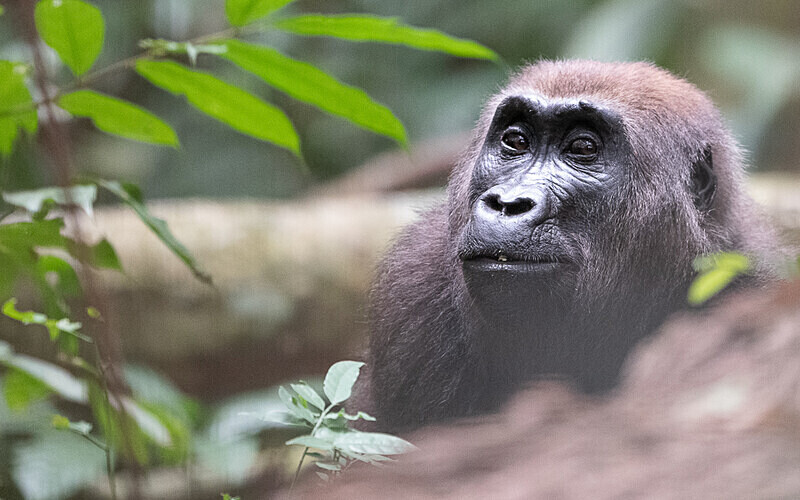 Female gorilla - Loango national park (Gabon 2024)