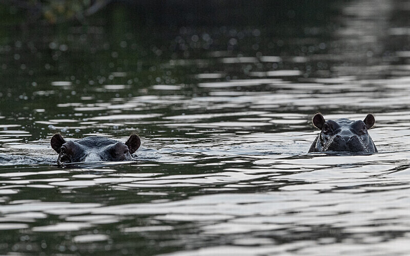 The last hippos in Loango - Loango national park (Gabon 2024)