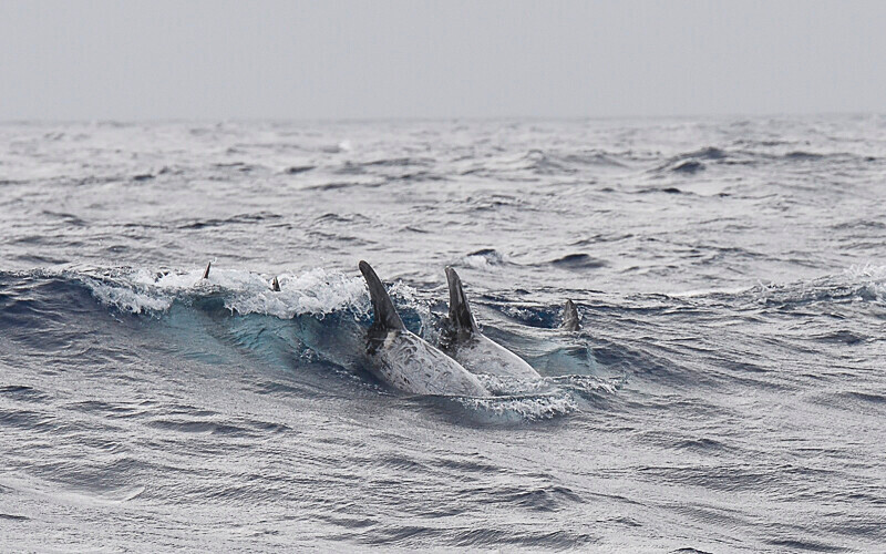 Meute de dauphins de Risso - Azores (2019)