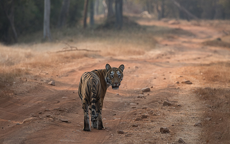 Maya's son - Tadoba national park 2017