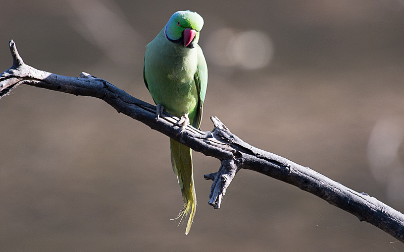 Rose-ringed Parakeet - Ranthambhore 2017