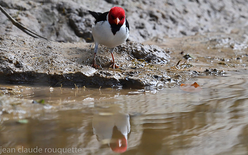 Yellow-billed Cardinal - Pantanal 2018 Porto Jofré