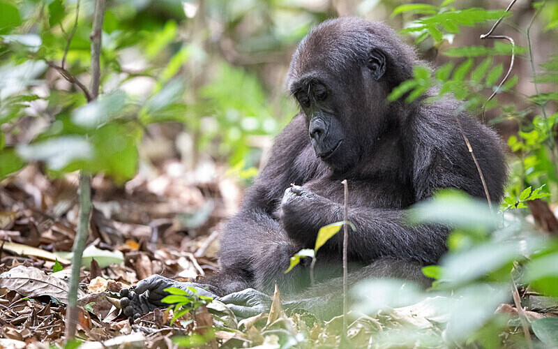Baby gorilla three years old - Loango national park (Gabon 2024)