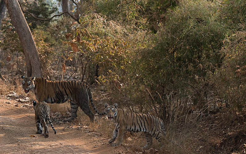 Mother and cubs - Tadoba national park 2017