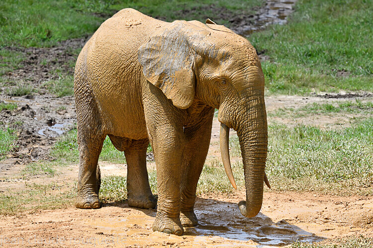  - Dzanga Sangha National Park (République Centrafricaine) 2019