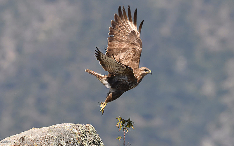 Common Buzzard - Sierra de Andujar Andalucia (avril 2019)