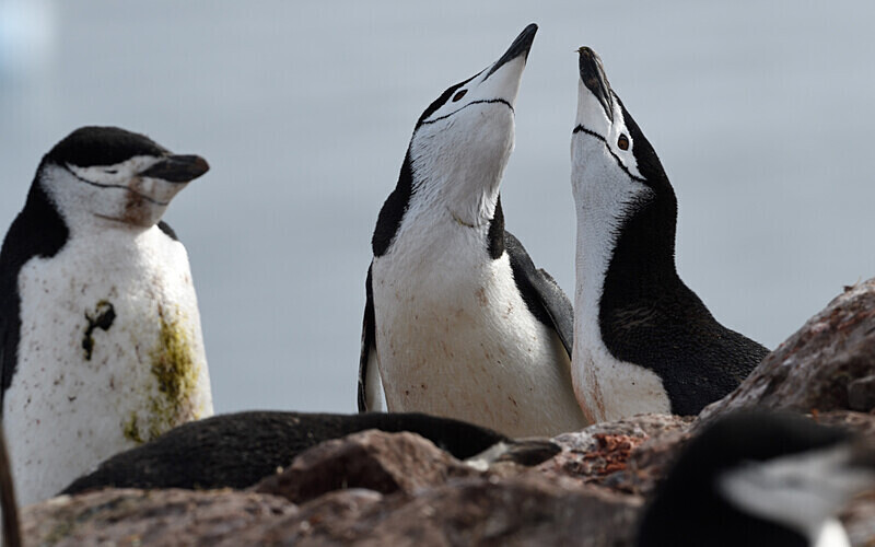  - Ushuaïa Malvinas South Georgia Antartica Peninsula