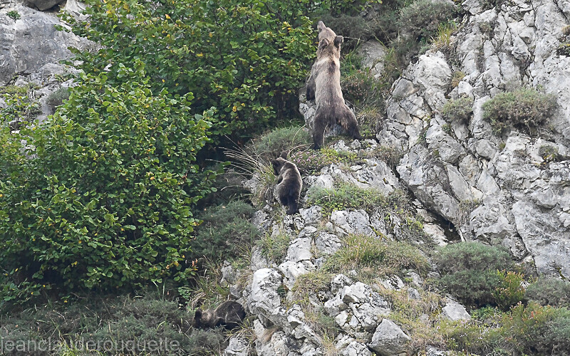 Ourse se nourrissant de noisettes - Cordillera Cantabrica 2021