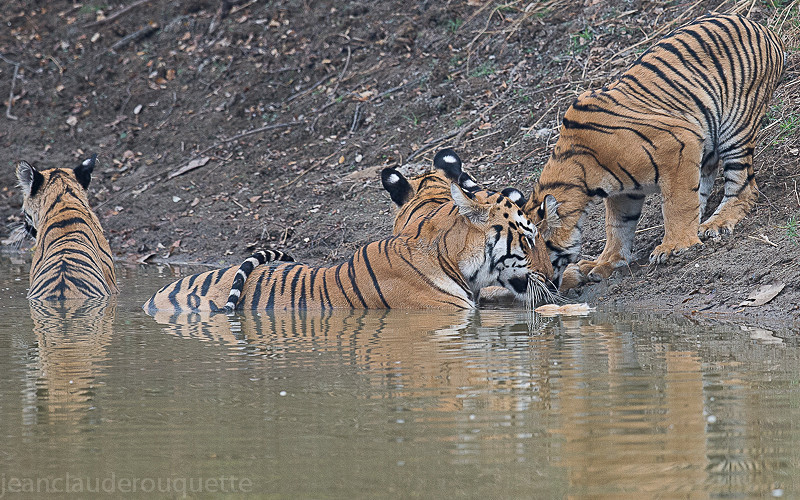  - Tadoba national park (India 2016)