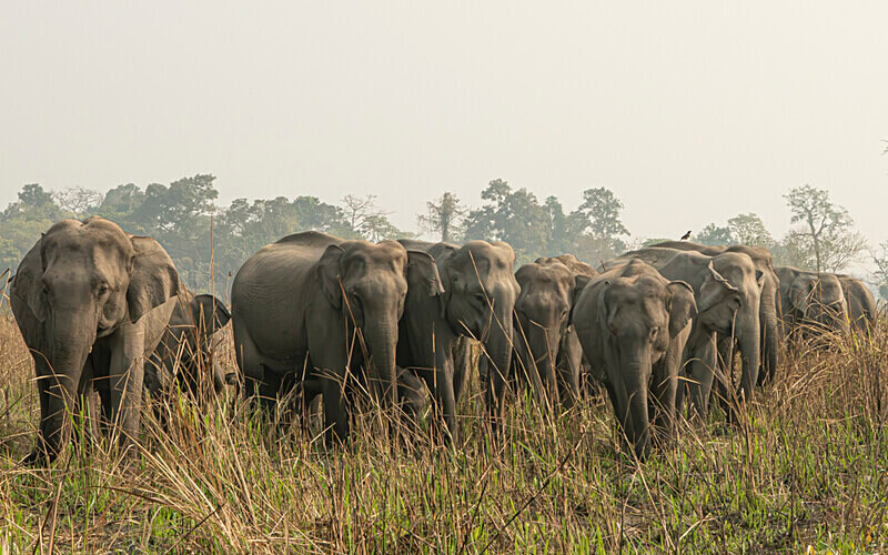 Charge of elephants - Manas National Park North East India 2025