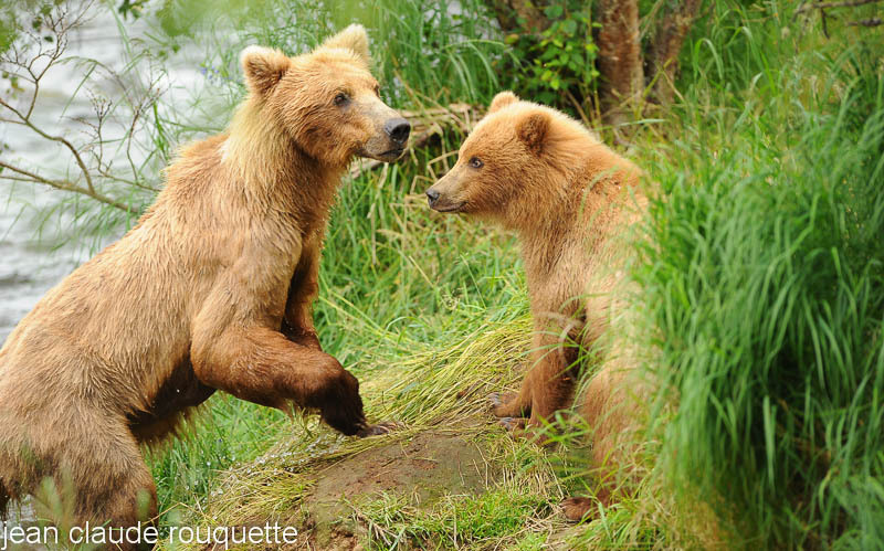 Mother and cub scared by a big male - Katmaï National Park ( Alaska 2010)
