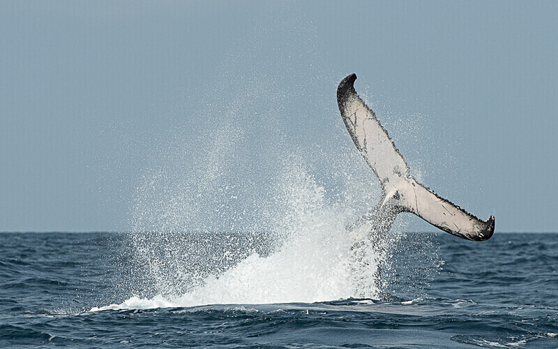 Humpback whale - Loango national park (Gabon 2024)