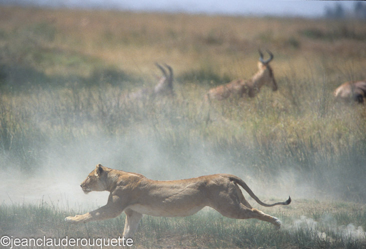  - Serengeti N.P. and N'gorongoro Tanzania 1998, 2005 and 2006