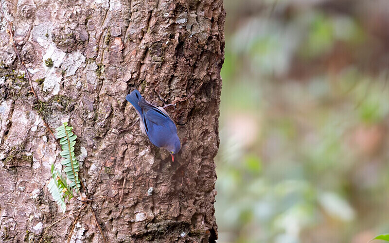 Velvet-fronted Nuthatch - Latpanchar
