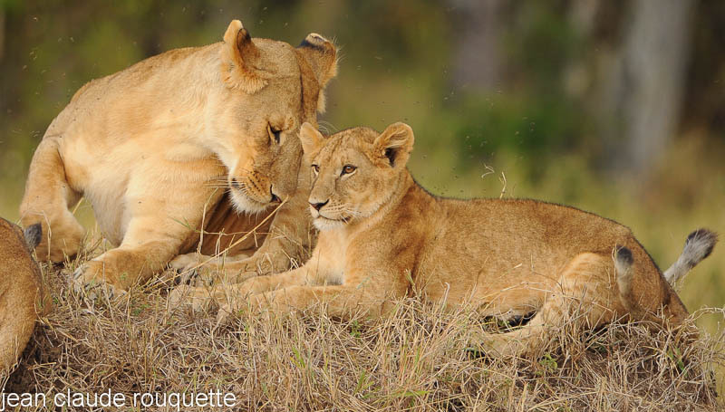 Tenderness between mother and cub. - Masai mara 2009 oloololo gate (Kenya 2009)