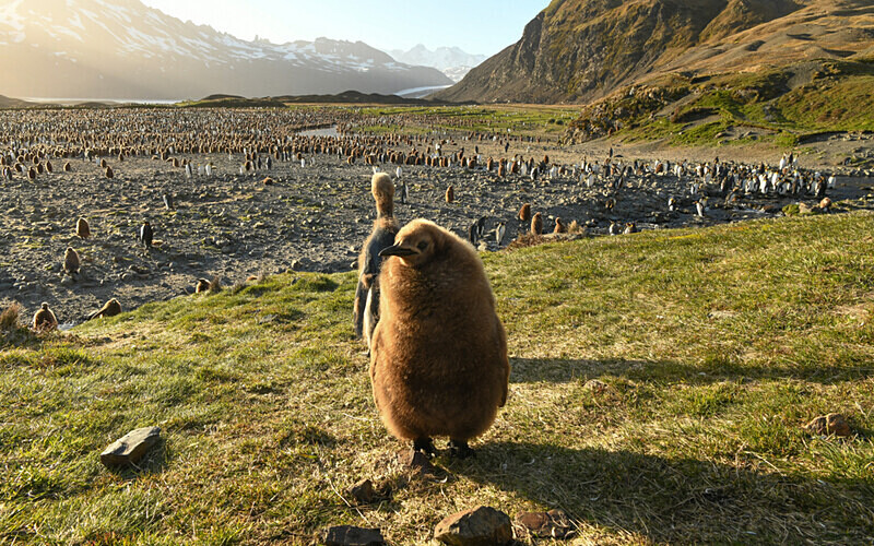  - Ushuaïa Malvinas South Georgia Antartica Peninsula