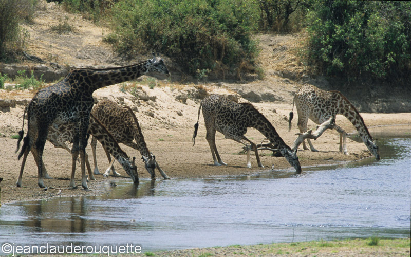 Giraffes drinking in the Ruaha river - Ruaha N.P. Tanzania 2007