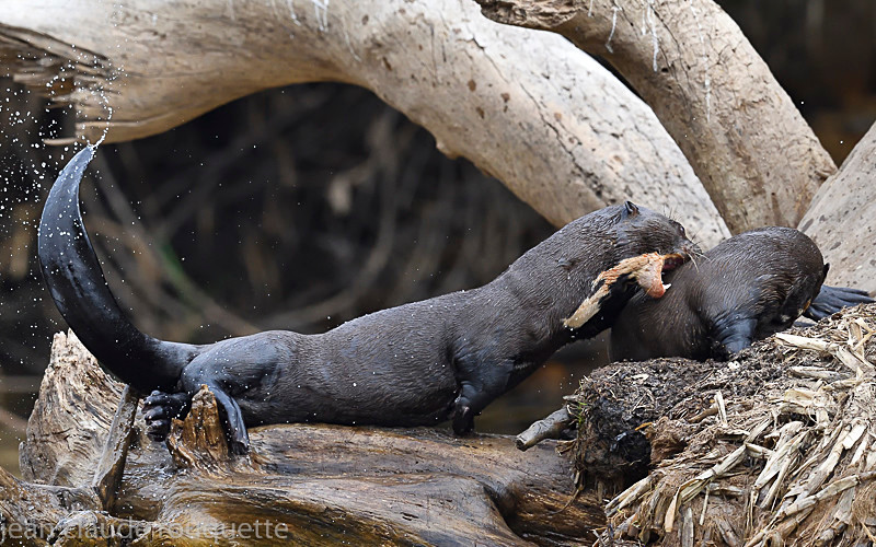  - Pantanal 2018 Porto Jofré