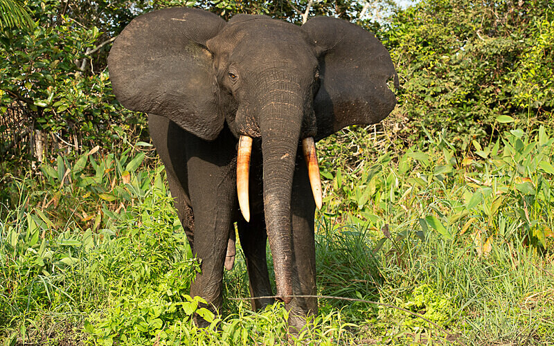  - Loango national park (Gabon 2024)