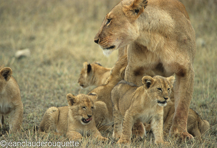 Serengeti; mother and cub - Serengeti N.P. and N'gorongoro Tanzania 1998, 2005 and 2006