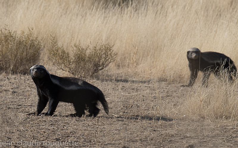 Honey badgers - Kgalagadi transfrontier park (2017)