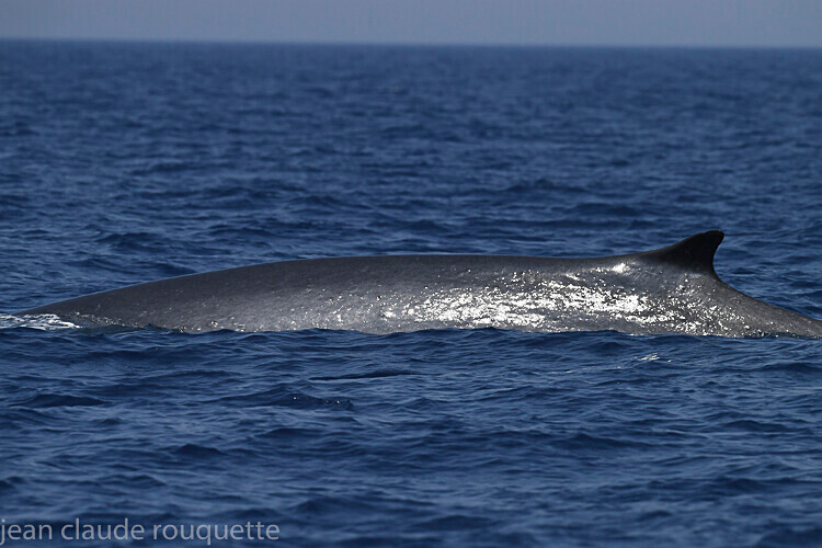 Rorqual commun. - Méditerranée/ Mediterranean