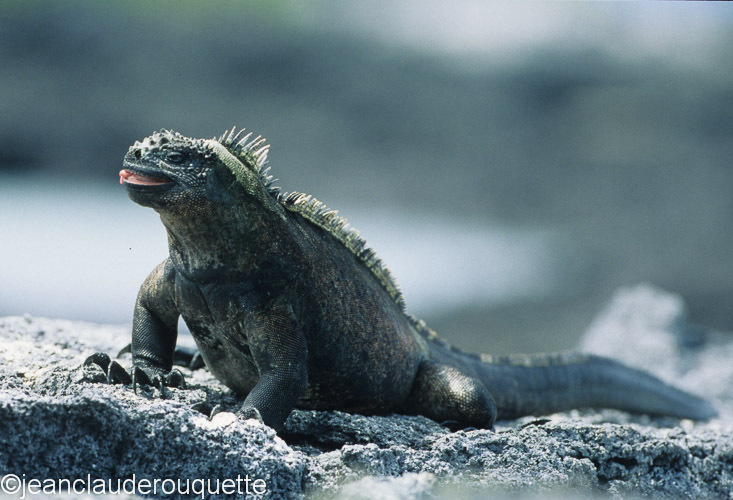 Marina Iguana (Fernandina) - The Galapagos islands, Ecuador 2008
