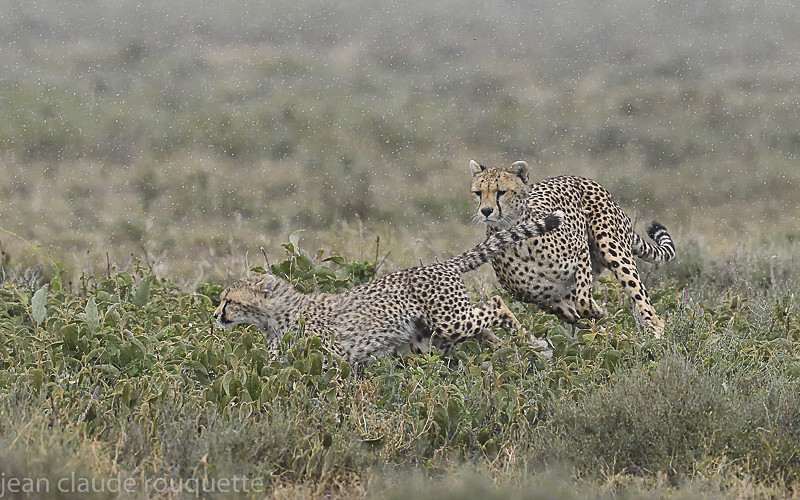  - Serengeti N.P. and N'Gorongoro Tanzania 2018