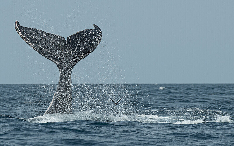 Humpback whale - Loango national park (Gabon 2024)