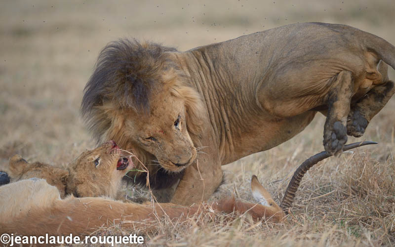 Lion and cubs. - Kafue N.P. (Zambia2014)