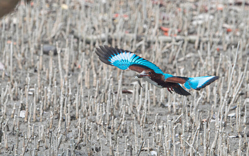 White-throated Kingfisher - Sundarban National Park North East India February 2025
