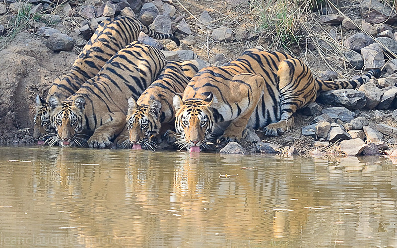  - Tadoba national park (India 2016)