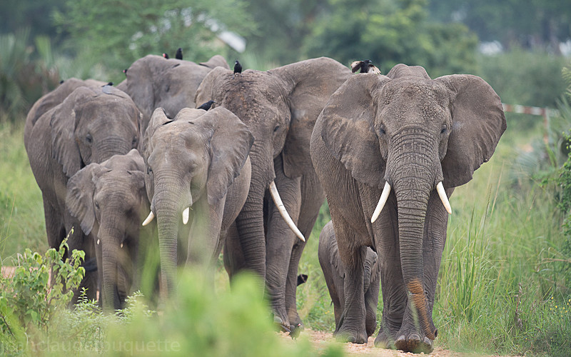 Murchison - Uganda 2016