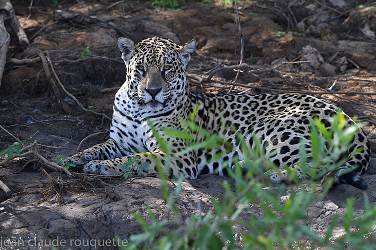  - Pantanal 2018 Porto Jofré