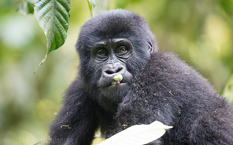 Bwindi (Nkuringo) - Uganda 2016