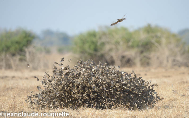 - South Luangwa 2014 (Zambia)