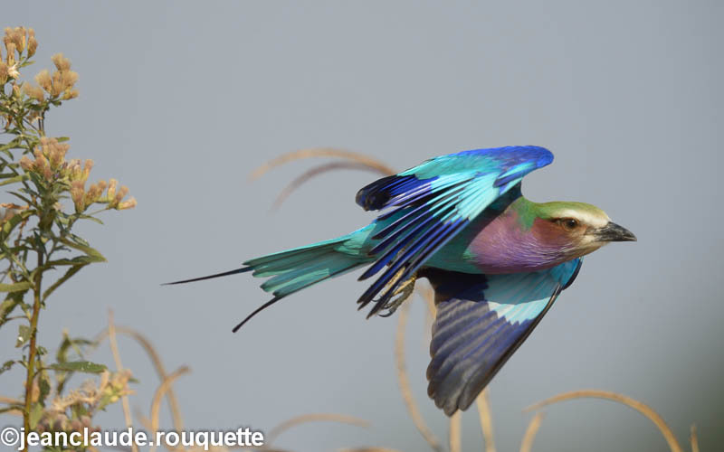 Lilac-breasted roller - South Luangwa 2014 (Zambia)