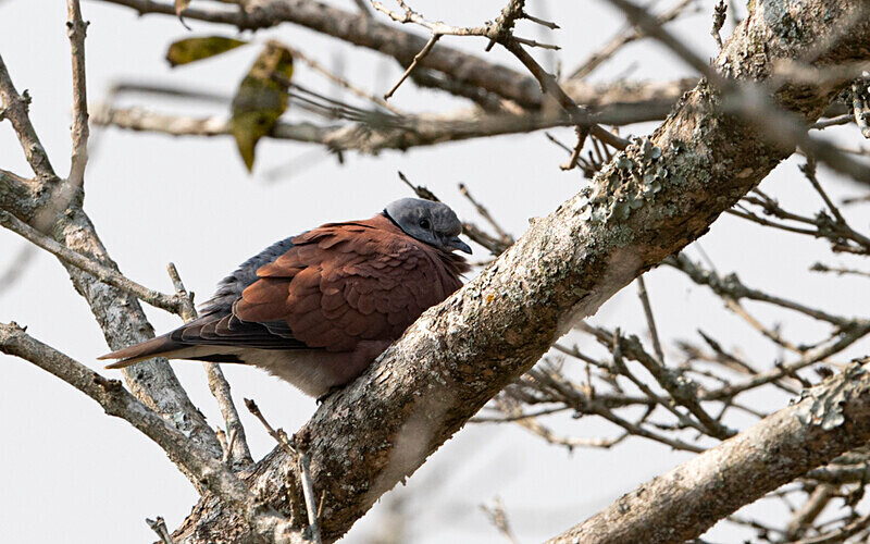 Red-collared Dove - Kaziranga National Park Noth East India 2025