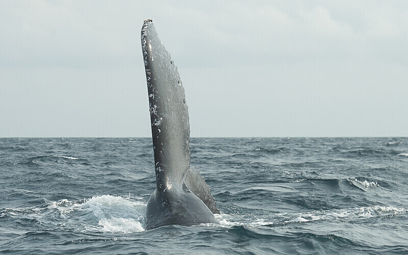 Humpback whale - Loango national park (Gabon 2024)