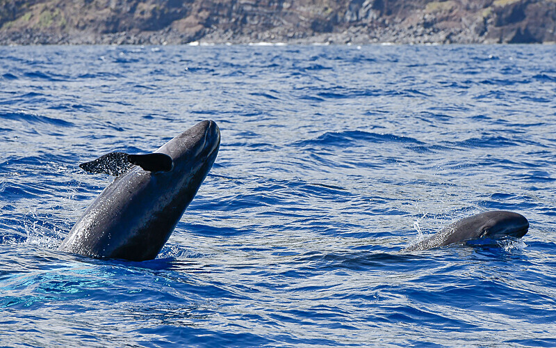 False killer whales breaching - Açores 2020