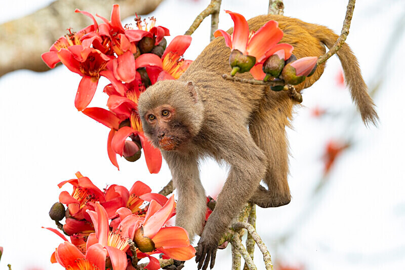 Assamese Macaque - Kaziranga National Park Noth East India 2025