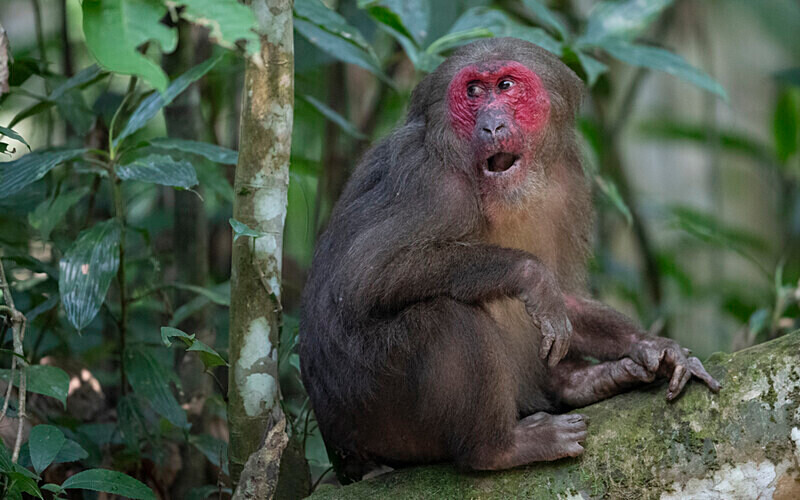 Male stump-tailed Macaque - Hollongapar wildlife sanctuary North East India 2025