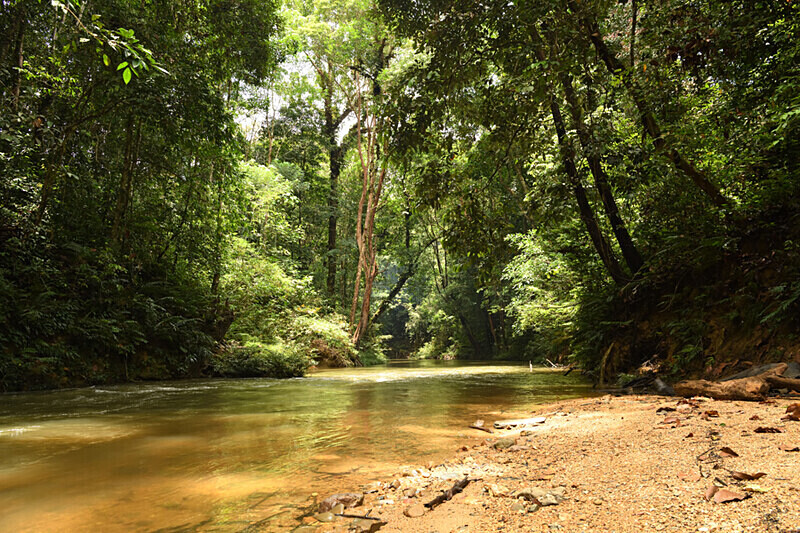 Batang Aï - Sarawak (avril 2024) Borneo Malaisie