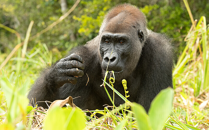 Silver back - Loango national park (Gabon 2024)