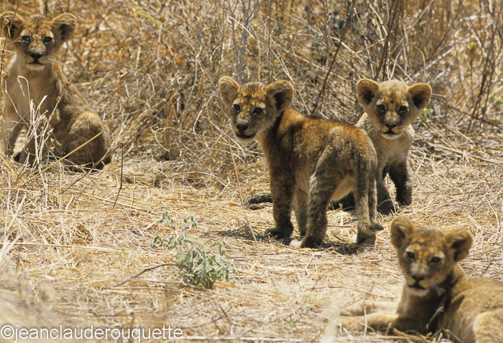 All the cubs! - Ruaha N.P. Tanzania 2007