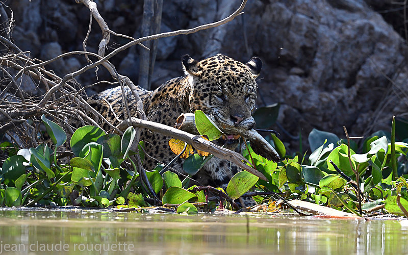  - Pantanal 2018 Porto Jofré