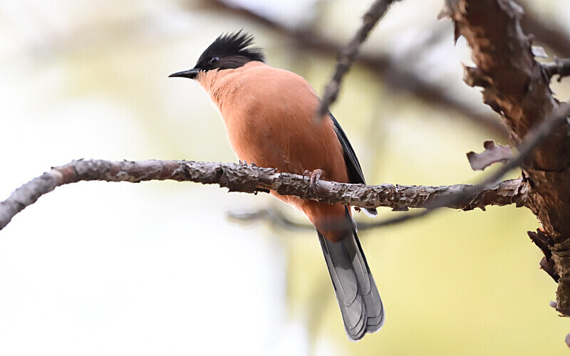Rufous Sibia - Spiti panthère des neiges  Inde 2023