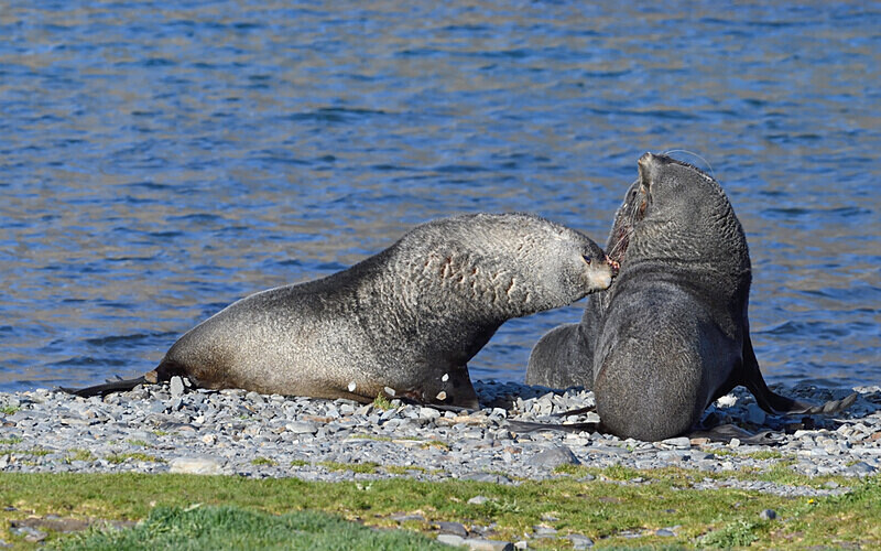 Fur seals fighting - Ushuaïa Malvinas South Georgia Antartica Peninsula