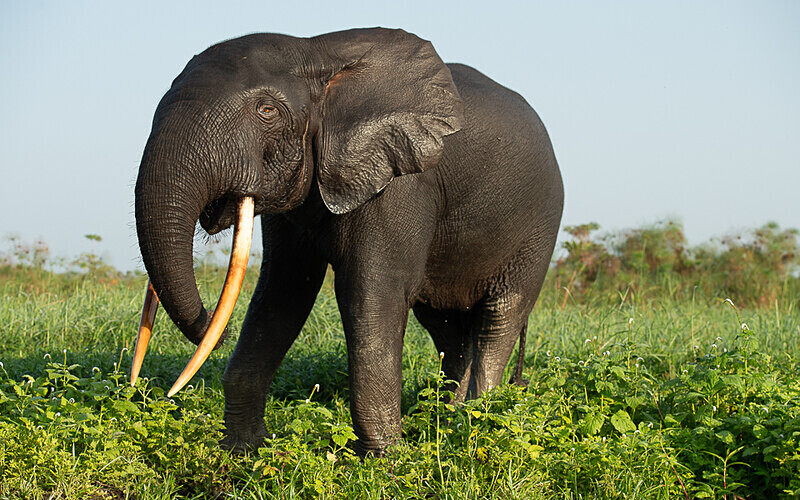  - Loango national park (Gabon 2024)