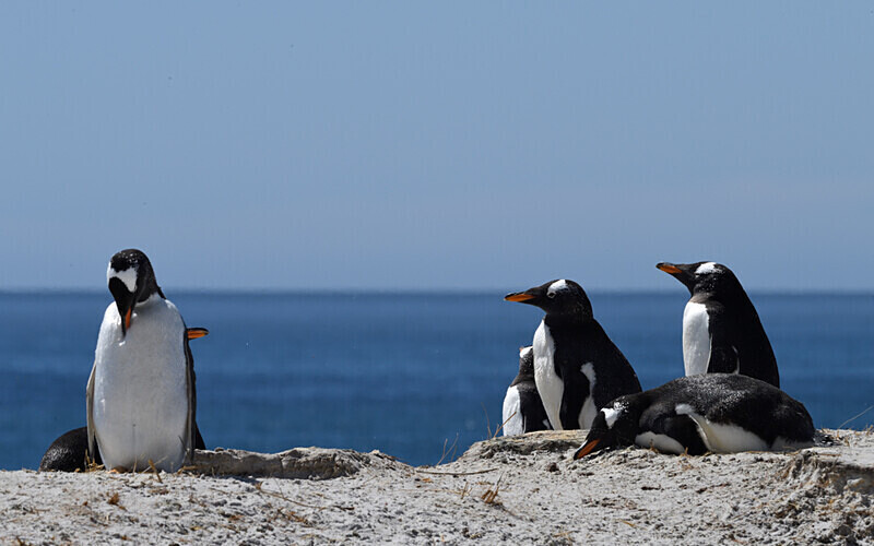 Gentoo in York bay beach - Ushuaïa Malvinas South Georgia Antartica Peninsula